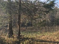 IMG 3141  with these trees