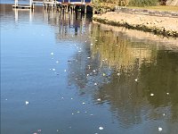 IMG 3255  we strew flowers over the lake