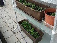 20171130 130129 resized  meanwhile back in Montreux the spinach persists