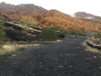 IMG 4003  beech foliage and lava