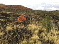 IMG 4005  colonizing lava