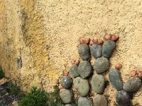 IMG 4024  trompe d&#39;oeil: stones not plant tissue