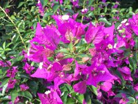 IMG 4093  bougainvilla