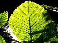 20171113 111455  in the Botanical Garden