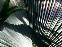 20171113 111907  palm frond