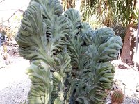 20171113 112545  cactus spp.