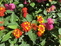 IMG 4119  lantana