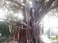 20171107 140826  giant banyan