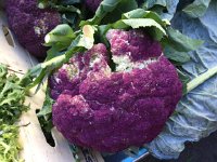IMG 3874  purple cauliflower!