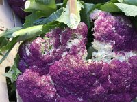 IMG 3875  not seen this before