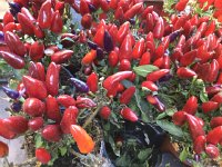 IMG 3881  little pepper plants