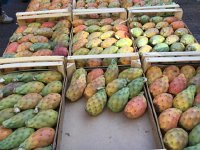 IMG 3882  cactus fruit