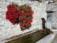 20171011 143733  begonia and fountain