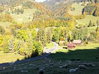 20171011 154803  sheep