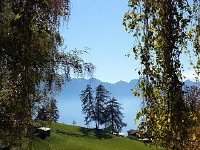 20171011 155648  crazy conifers