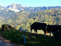 20171011 162047  Cows aboe Eichler House