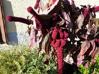 20171011 162713  weird amaranthus plant in Sonzier