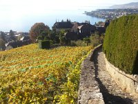 20171011 164026  vineyard in Pallens, RGB at left