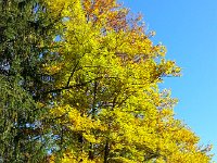 20171014 154122  flaming beech