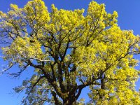 IMG 3618  so different