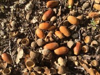IMG 3840  acorns!