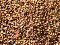 IMG 5935  masses of acorns! I love &#39;em!