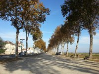 20171102 102442  Sycamore lined road coming into town - for some reason much of this look reminded me of Africa
