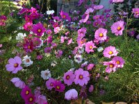 IMG 5907  Claire&#39;s favorite flower