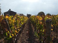 20171027 131352  vineyard