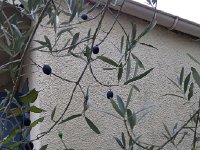 IMG 5923  far enough south for olives