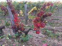 IMG 3658  Vineyard colors