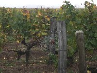 IMG 3660  fog and mist, not unlike Napa