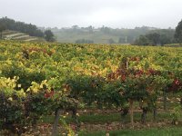 IMG 3681  vineyard art