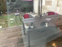 IMG 3717  Wake-up committee waiting outside our sliding door