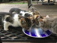 IMG 3722  little felines