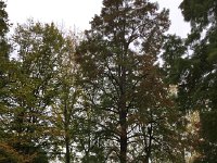 IMG 3724  Tall trees and a pond