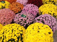 IMG 5929  was at a florist shop.