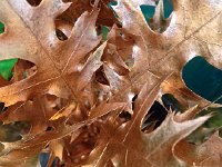 IMG 5931  Oak leaves