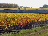 20171030 125433  lots of vines