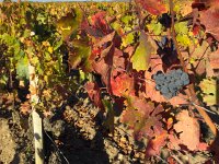 IMG 3747  more vine art