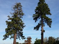 20171031 144021  Sequoias