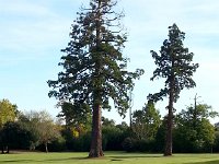 20171031 144559  begonias and sequoias
