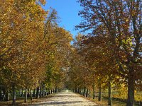 IMG 3778  lovely lined lanes