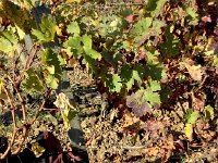 IMG 3780  very old vine (glove for scale)