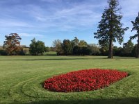 IMG 3811  begonias amidst immense lawn