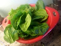 20171008 110823  spinach