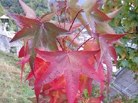 20171002 102954  2 October - sweet gum doing its thing
