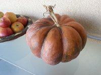 20171013 085530  13 October one of several big squashes