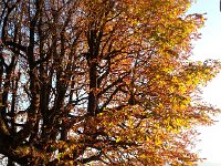 20171016 181914  Our chestnut tree