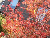 20171019 134828  19 October more sweetgum